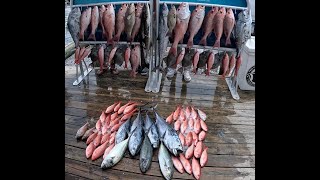 Destin Florida Charter fishing  6 hour smash  African pompanos  snappers  groupers  cobia king [upl. by Ihc]