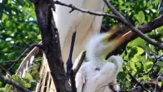 Great Egret Nest and Feeding Behavior Dallas Texas [upl. by Kenzi]