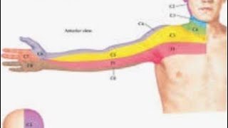 Anatomy and function of cervical nerve C7 [upl. by Acirea]