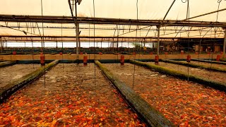 CRAZY Millions of fish at these farms [upl. by Natam]