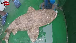 Wobbegong Carpet Shark [upl. by Alyal]