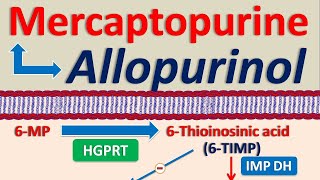 Mercaptopurine and Allopurinol drug interaction [upl. by Pappano433]