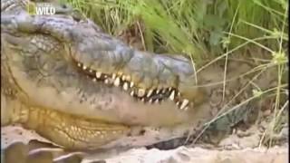 Ataque Animal  O grande Crocodilo do Nilo  Documentário  Dublado  National Geographic HD [upl. by Penn]