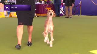 Salukis  Breed Judging 2024 [upl. by Xel769]