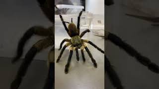 UCIECZKA PTASZNIKA tarantula monocentropusbalfouri baboon venomous [upl. by Araed451]