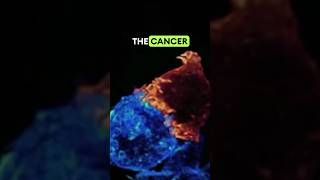 T CELL KILLS A CANCER CELL  in realtime science biology cancer cancercells tumour [upl. by Ynoyrb205]