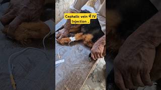 cephalic vein में बोतल लगाते हुए dog doglover shorts [upl. by Samohtnhoj]