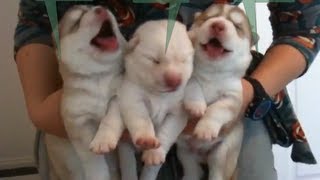 Cutest Newborn Siberian Husky Puppies  Week 1 [upl. by Anialahs]