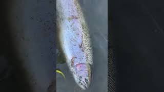 Steelhead salmon ohio steelheadfishing ohiofishing [upl. by Aneela]