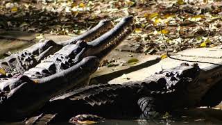 Gharials The Elusive FishEating Crocodiles of India [upl. by Robinett223]