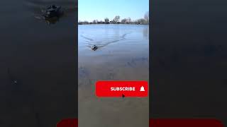 bait boat Boatman ACTOR 10A fishing fishingvideo shorts [upl. by Teece]