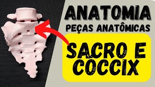 ANATOMIA  Sacro e cóccix peças anatômicas  Acidentes ósseos [upl. by Stine501]