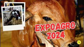 EXPOAGRO 2024  Manaus  AM [upl. by Baler]