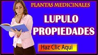 Lúpulo Propiedades Beneficios y propiedades curativas del Lupulo [upl. by Orelee]