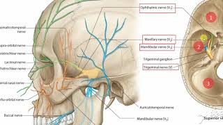 Maxillary nerve [upl. by Kcirdle]