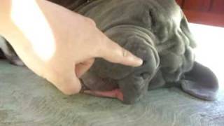 snoring neapolitan mastiff brego [upl. by Ettevram]