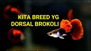 KOLEKSI GUPPY BROKOLI TERBAIK KITA PIJAHKAN [upl. by Radek]