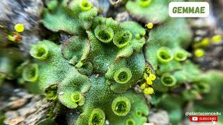 Gemmae in Marchantia  Bryophytes plantscience4u [upl. by Hametaf]