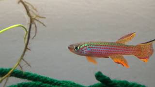 Meet the Fish  Aphyosemion Striatum Lambarene [upl. by Narah]