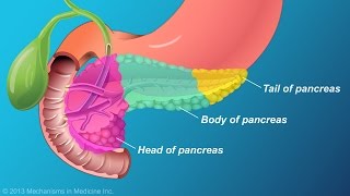 The Role and Anatomy of the Pancreas [upl. by Thaine917]