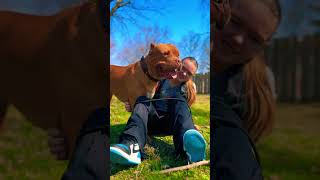 Amazing Temperament xlbully dogbreed shortvideo [upl. by Egnalos]