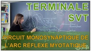 Circuit monosynaptique de larc réflexe myotatique  SVT Terminale  Les Bons Profs [upl. by Goto]