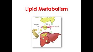 Lipid metabolism 1st lecture types of body lipids lipogenesis and lipolysis [upl. by Yeslek295]