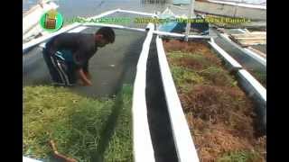 Community Seaweed Production [upl. by Hajan]