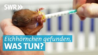 Alle 2 Stunden Fütterung Tierärztin Katrin aus Tübingen rettet EichhörnchenBabys nach Sturz [upl. by Bremen456]