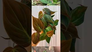 Philodendron Micans propagation ❤️ philodendron philodendronmicans dendron [upl. by Sanchez410]