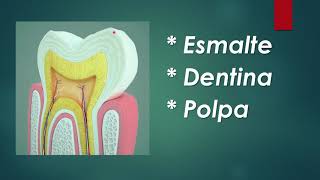 Anatomia Dental  Aula 01 [upl. by Hesta]