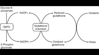 Glucose 6 Phosphate Dehydrogenase Deficiency G6PD [upl. by Uwkuhceki]