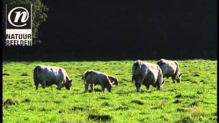 Charolais koeien met kalveren [upl. by Agace]