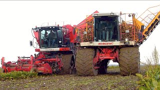 Agrifac Exxact OptiTraxx Suger Beet harvester  Massey Ferguson 61903115  Loonbedrijf Fase [upl. by Vickie]