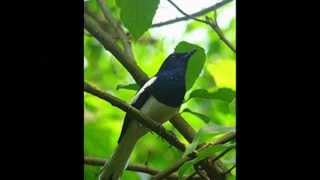 Allah Mohan Bangla Islamic songs [upl. by Zampino]