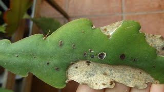 Epiphyllum Plant virus and what it looks like [upl. by Rettig]