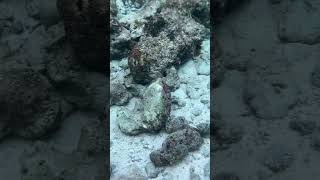 Beautiful small fishes in Hidden Beach El Nido Palawan Philippines palawan fishes underthesea [upl. by Ajaj]