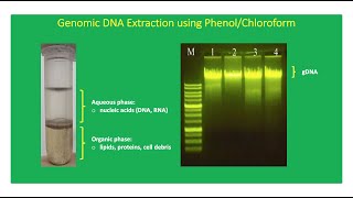 Conventional DNA Extraction Using PhenolChloroform LiquidLiquid Extraction Method 👨🏻‍🔬🧬 [upl. by Hannaj]