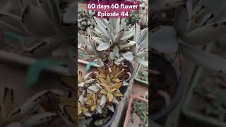 Kalanchoe tomentosa instagram youtubeshorts trending gardeningplants vastu succulentvarieties [upl. by Oiuqise]