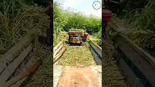 SWAMP PLANT CLEANING MACHINE satisfying shorts [upl. by Namwob]