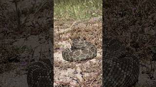 Southern Pacific Rattlesnake Crotalus oreganus helleri [upl. by Nunes47]