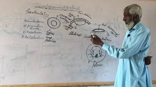 Formation of Chick Early Gastrulation [upl. by Wendall]