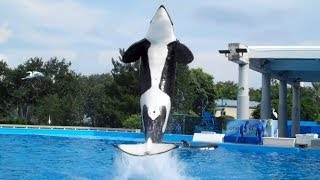 Kaylas Kicker Seen during Dine With Shamu at SeaWorld Orlando on 9713 [upl. by Franny]