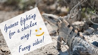 Iguanas fighting for a chicken wing in Riviera Maya beach in Mexico [upl. by Circosta592]