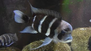 Learning From Your Frontosa Cichlids [upl. by Naeloj]