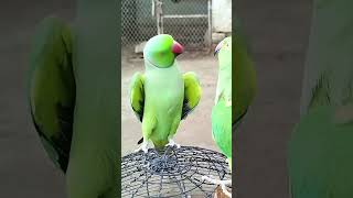 My green parrot viral now parrot greenparrotofficial parrotshow greenparrot parrotentertainment [upl. by Ainitsirk]