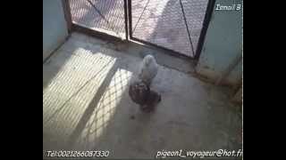 Ismail B pigeon buchones gaditano BOLO Salé Marocflv [upl. by Chaddie333]