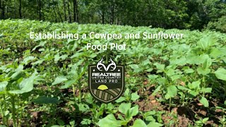 How to Establish an Ironclay Cowpea and Sunflower Food Plot [upl. by Harahs]