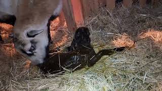 American Blackbelly ewe gives birth to lambs live birth [upl. by Amund]