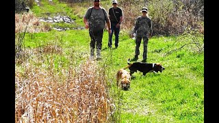 Skyviews Beagles Slide Show Imperial Beagle Club AGA Gun Dog Brace Field Trial [upl. by Sitoiyanap]